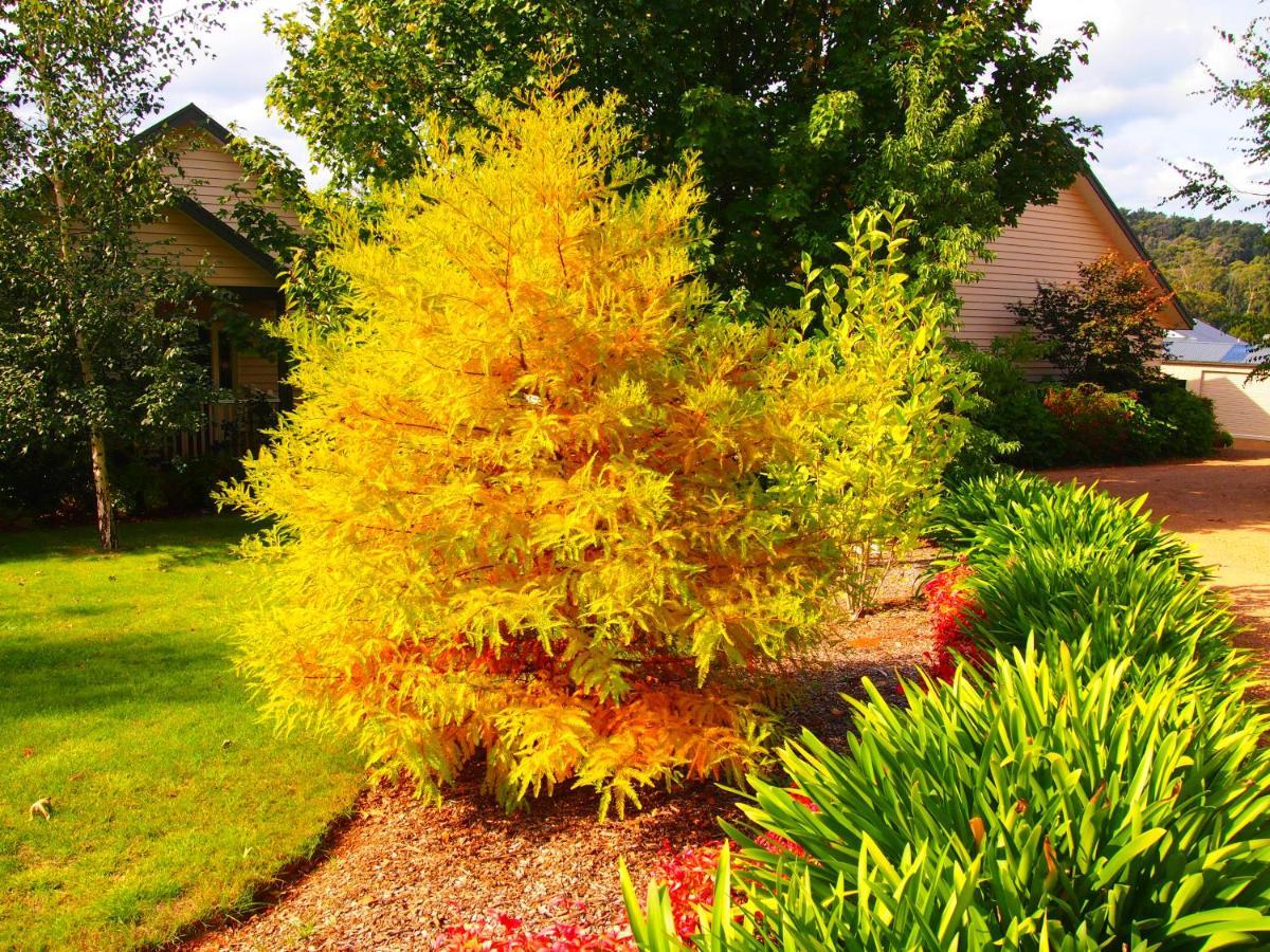 Delderfield Villas Marysville Dış mekan fotoğraf